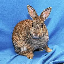 Together with petsmart charities, we help save over 100 pets every day through adoption. Las Vegas Bunnies Up For Adoption At Lake Humane Society Mayfield Petsmart Ohio News Herald Com