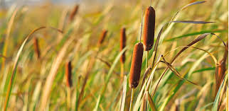 Image result for cattail plant