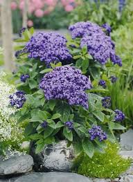 Image result for Heliotropium ciliatum