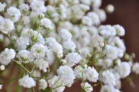 4 Varieties Of Gypsophila Little Flower Hut Babys Breath Flowers Flower Seeds Baby S Breath Plant