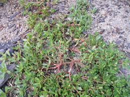 It is found throughout california to about 4600 feet (1400 m) and is common in agricultural areas and other disturbed places. Purslane Or Spurge Abraham S Blog