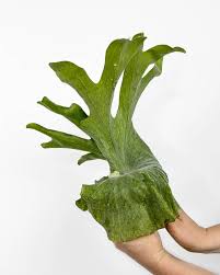 Image result for parožnatka Platycerium