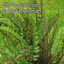 Image result for Pellaea angulosa