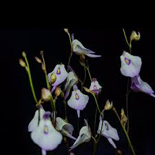 Image result for Utricularia scandens