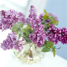 500x500 lilac how to draw flowers how to draw. Is There Any Way To Keep Lilacs From Wilting In A Vase Better Homes Gardens
