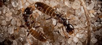 Termites have no interest in eating concrete. Can Termites Destroy Or Penetrate Concrete Abc Blog