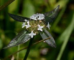 Image result for Spermacoce deserti