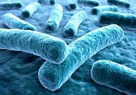 Legionellose) ist eine erkrankung der lunge, die durch die bakterienart legionella pneumophila ausgelöst wird. Legionellen Im Trinkwasser Symptome Legionellen Test