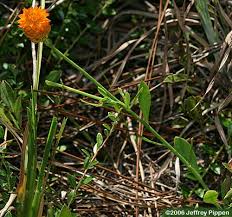 Image result for Polygala macrostigma