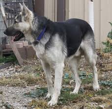 Black, brown, chocolate, red, blue, and gold are some of the common colors that are available to choose from. Huge Black An Silver German Shepherds Black German Shepherd Dog Silver German Shepherd German Shepherd Colors