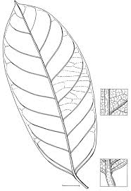 Image result for Strombosiopsis tetrandra