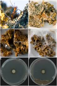 Image result for Anthericopsis