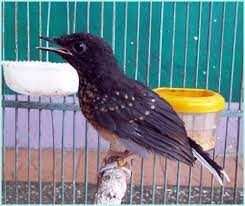 Murai Batu Trotol Murai Burung