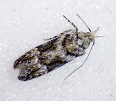 Image result for Teleiodes sequax