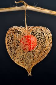 Frucht Der Physalis Chinese Lanterns Plant Red Flower Photos Botanical Floral Art