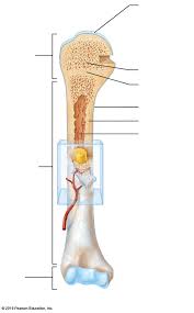 Long, short, flat, irregular and sesamoid. Long Bone Diagram Blank Skeleton Worksheet Wikieducator Skeletal System A And P Serve Ace