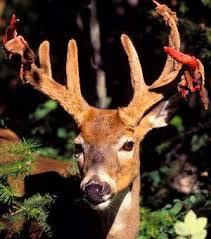 Once the antlers are fully grown, deer scrape the velvet skin off the antlers, which can sometimes be a gory mess. Velvet Rub Out Articles Features