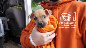 When the pandemic started the rescue closed it's doors to volunteers and to potential adopters. Offsite Adoptions Pet Alliance Of Greater Orlando