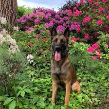 Favorite this post jul 7 german shepherd $0 (den > 125th and colorado blvd) pic hide this posting restore restore this posting. Is The Belgian Malinois German Shepherd Mix The Dog For You K9 Web