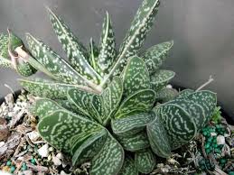 Gasteria carinata (bredasdorp gasteria or keeled gasteria) is a small and variable succulent plant, native to the western cape province, south africa. Gasteria Carinata Bredasdorp Gasteria Keeled Ox Tongue Dummer Garden Manage Gfinger Is The Best Garden Manage App