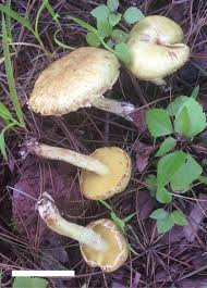 Image result for Suillus subaureus