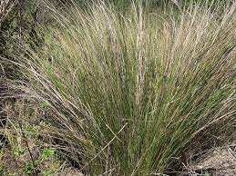 Image result for Sporobolus welwitschii