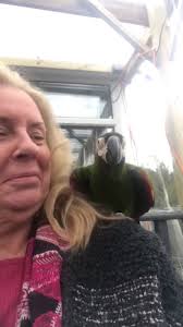 Birds love silly nonsense. The louder and funnier the better. Fred learned  ‘ put your wings up’.🤣🤣🤣