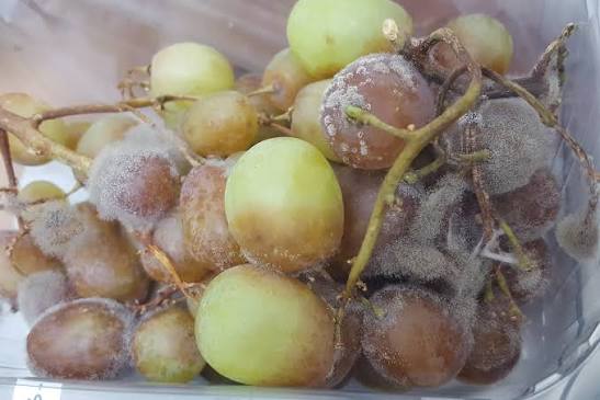 Botrytis cinerea (grey mould-rot) | CABI Compendium