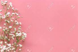 Baby maya victoria was wrapped in our garden floral muslin swaddle. Gypsophila White Baby S Breath Flower On Pastel Pink Background Stock Photo Picture And Royalty Free Image Image 142838329