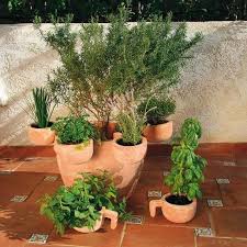 Krautertopf Provence Mediterrane Pflanzen Garten Pflanzen