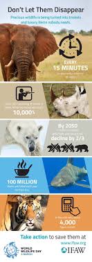 Don T Let Them Disappear Http G Ifaw Org 1lgbluq Endangered Animals Animal Conservation Animal Welfare