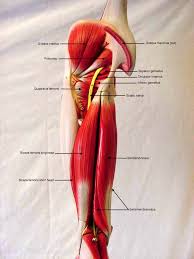 It is usually often called the calf bone, because it sits barely behind the tibia on the surface of the leg. 35 Label Leg Bones Labels Design Ideas 2020