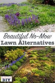 Never Mow Again Front Yard Lawn Alternatives Lawn Alternatives Grass Alternative No Grass Backyard No mow grass is a mix of fine fescue grasses that can be left to grow handsomely long, which how to plant no mow grass.