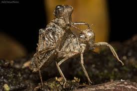 Image result for Exotheca