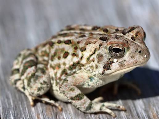 Anaxyrus fowleri - Wikipedia