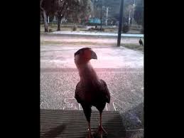 * il mare calmo della sera. Caricari Amazonas Youtube