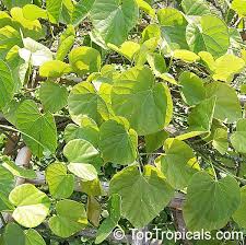 Image result for Tinospora tenera