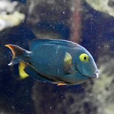 Image result for Oxyanthus strigosus