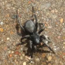 When googling 'black spider red back' all i got was the australian redback spider. Spiders In Colorado Species Pictures