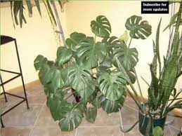 'silver sheen' has silvery green leaves. Elephant Ear Philodendron House Home Of Indoor Office Plants Picture Collection Youtube