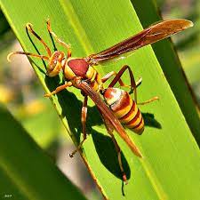 All of these red and black hornet resources are for free game on newcastlebeach. Is That A Bee A Wasp Or A Yellow Jacket Chimney And Wildlife