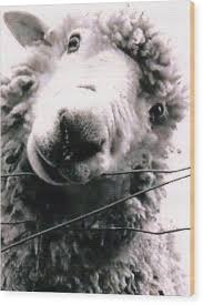 Black And White Sheep Breeds Nz Pin On Mary Had A Little Lamb