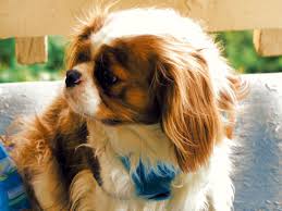 King Charles Spaniel King Charles Spaniel King Charles Spaniel