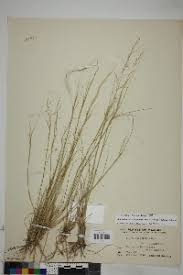 Image result for Acroceras amplectens