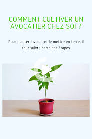Publié le 05/06/2011 à 06:00 / mis à jour le 05/06/2011 à 06:00 s'abonner. Planter Et Faire Pousser Des Avocats Chez Soi Avocatier Faire Pousser Un Avocatier Avocatier En Pot