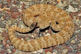 6 Fact About Rattlesnake And Their Babies Rattlesnake Venomous Animals Snake