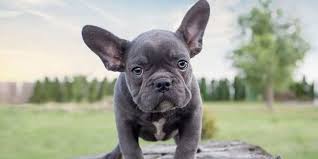 This breed is an average shedder. How Much Does A French Bulldog Weight Dogexpress