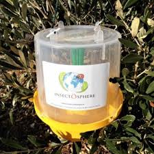 Les oeufs pondus début octobre ne causeront pas de dégâts avant la fin du mois voire début novembre. Piege A Pheromone Anti Mouches Des Fruits