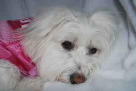 Cutest Dog My Gigi Rose Cute Dogs Doggy Dogs