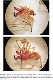 Image result for yellow sac spider bite skin